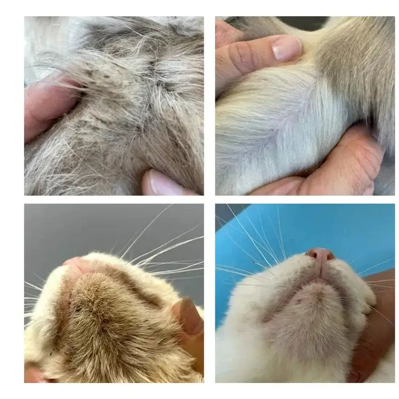 Luva Umedecida para Pets - Banho a Seco e Pele Hidratada